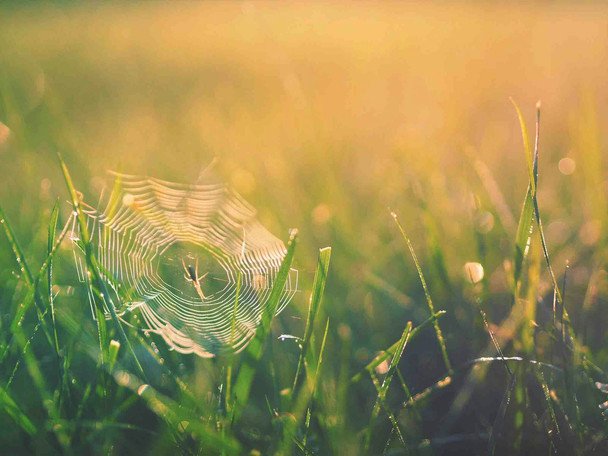 23 липня павуки поховалися в павутини — чекайте на зміну погоди / © unsplash.com