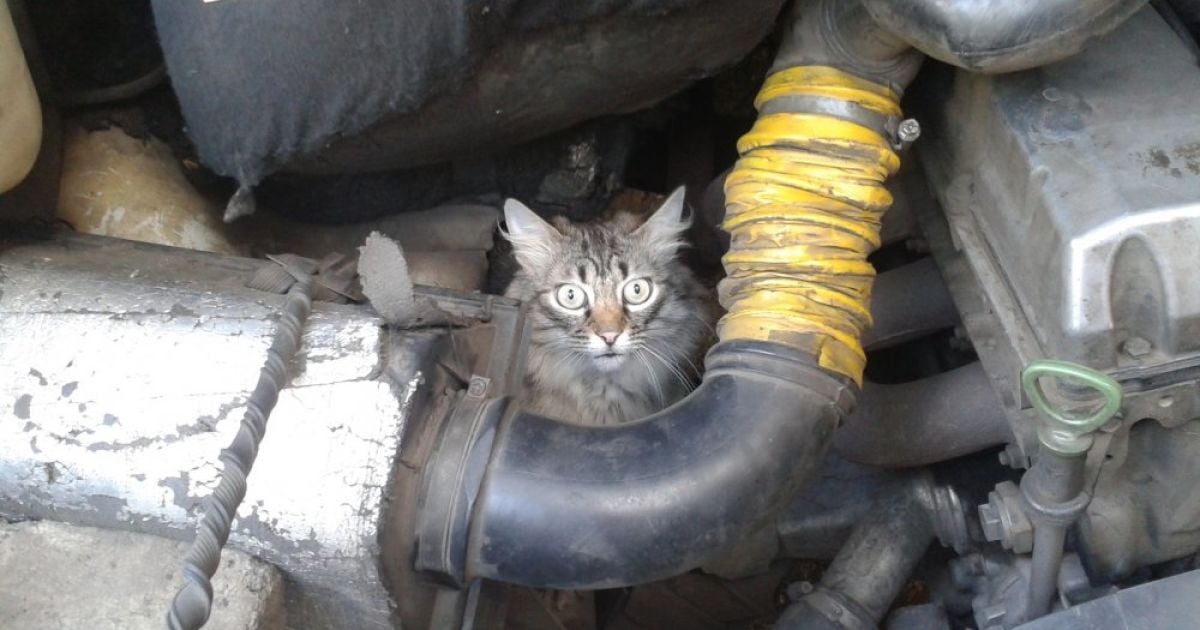 Кот застрял под капотом. В Сети показали, как быстро выманить животное