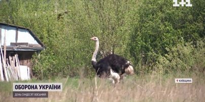 Як селяни врятували страуса від російських окупантів і де тепер живе птах