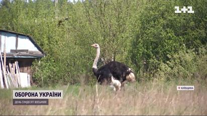 Як селяни врятували страуса від російських окупантів і де тепер живе птах