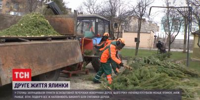 Чому живі ялинки варто здавати на переробку
