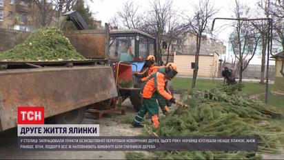 Чому живі ялинки варто здавати на переробку