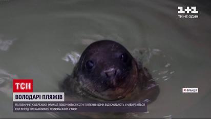 Новости мира: на французском побережье сняли пляжный отдых тюленей