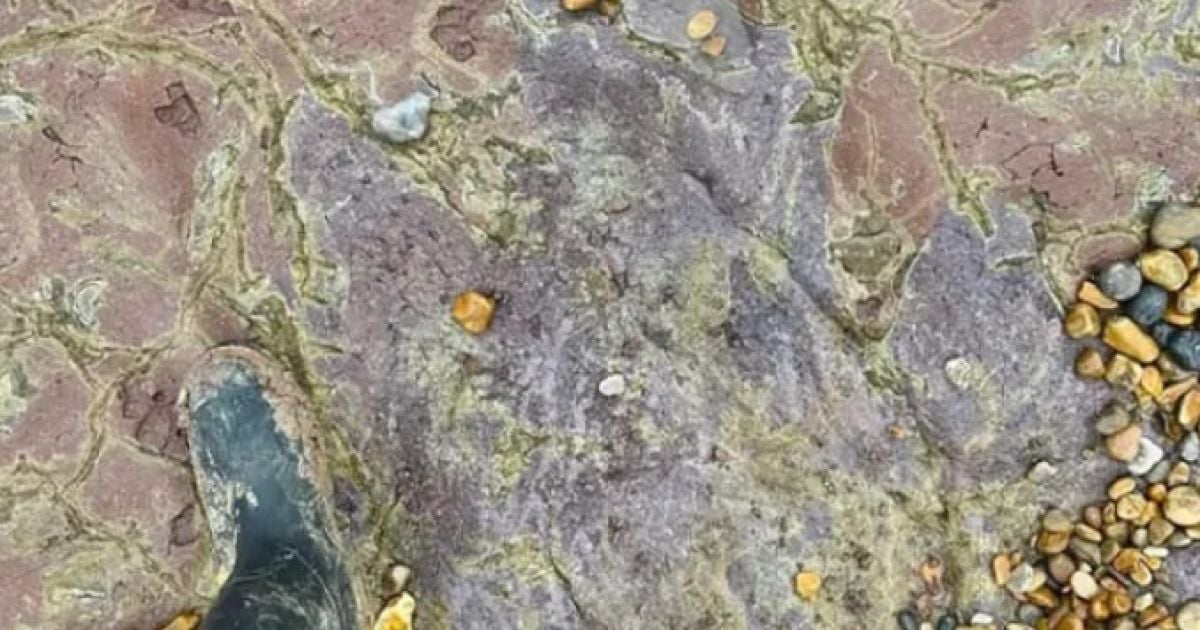 На пляжі у Великій Британії знайшли рідкісний слід динозавра. Фото: Wight Coast Fossils