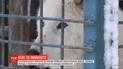 Пара полярних вовків оселилась у зоопарку Вінниці