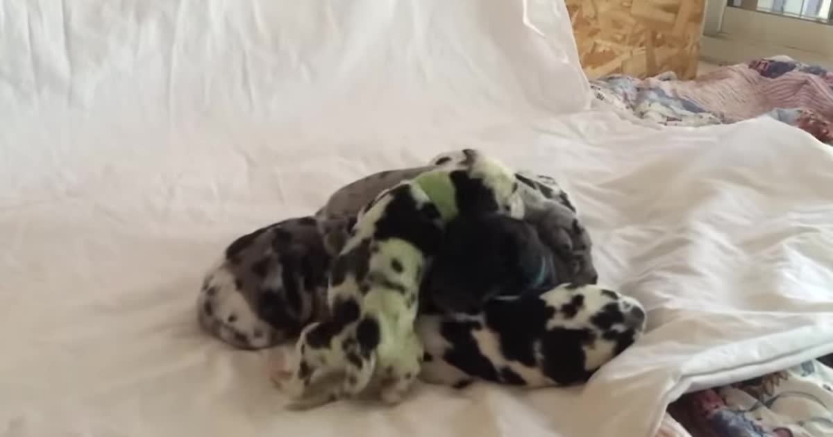 У Мережі показали відео із рідкісним цуценям зеленого кольору