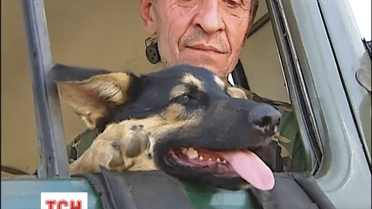 Украинских бойцов в зоне АТО оберегают котята, собаки и птицы