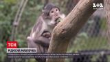 Новини світу: в лондонському зоопарку народилася рідкісна мавпочка