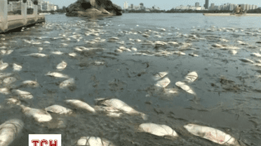 19 тон мертвої риби виловили в озері Ріо-де-Жанейро, де пройдуть Олімпійські ігри-2016
