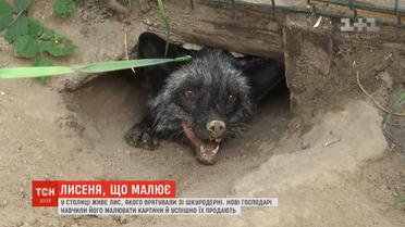 У Києві домашній лис малює картини, які продаються по 13 тисяч гривень