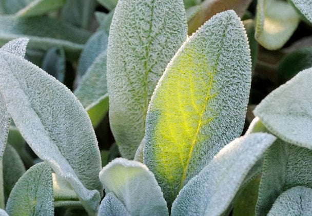 Чахіс візантійський  / © Associated Press