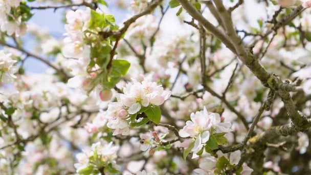 День ангела 16 квітня: кого та як вітати з іменинами