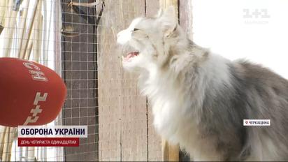 80 котів і кілька собак: родина з Донеччини евакуювалася з домашніми улюбленцями