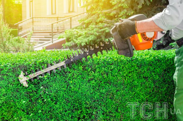 Что нужно сделать в саду в августе / © Credits