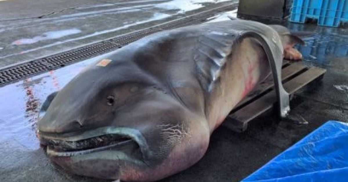 Около берегов Японии выловили редкую акулу