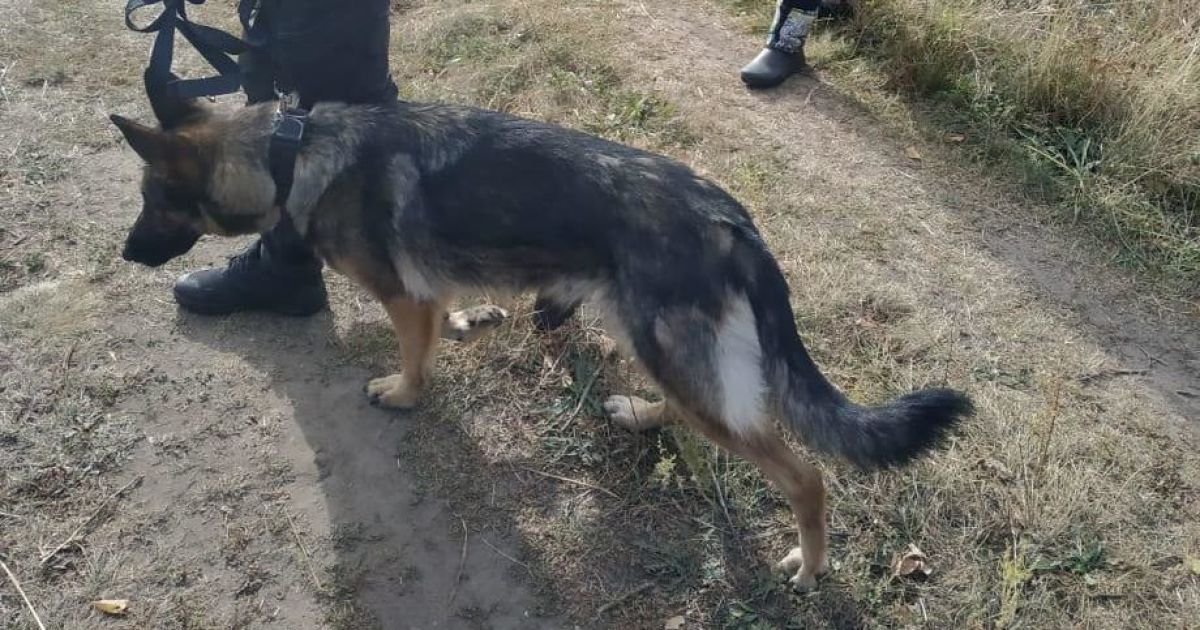 Під Харковом розгорнули масштабні пошуки зниклої тиждень тому бабусі