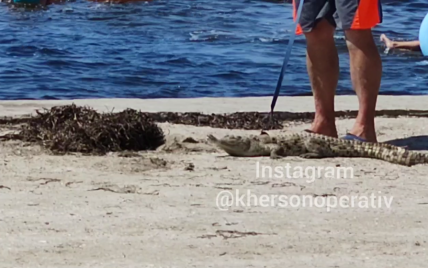 Фотограф вынес на пляж Скадовска уставшего и обезвоженного крокодила для снимков за деньги: видео