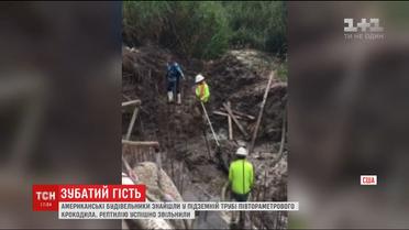 У Флориді будівельники знайшли в підземній трубі півтораметрового алігатора