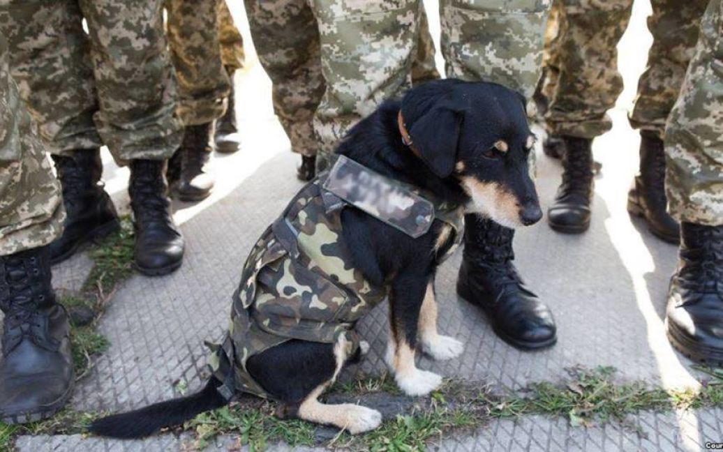Наименьшие боевые побратимы / © facebook.com/theministryofdefence.ua