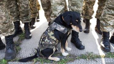 Наименьшие боевые побратимы / © facebook.com/theministryofdefence.ua