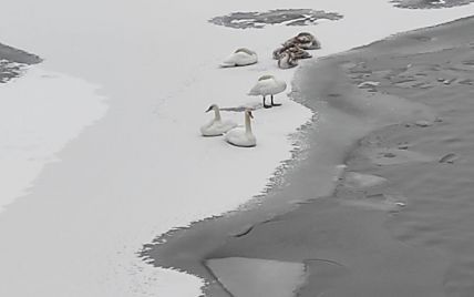 В Виннице на водоеме замерзают лебеди: местные жители просят спасти птиц