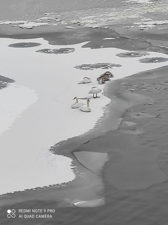 У Вінниці на водоймі замерзають лебеді: місцеві жителі просять врятувати птахів