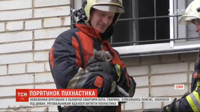 Пожарные в Сумах спасли кота из горящей квартиры