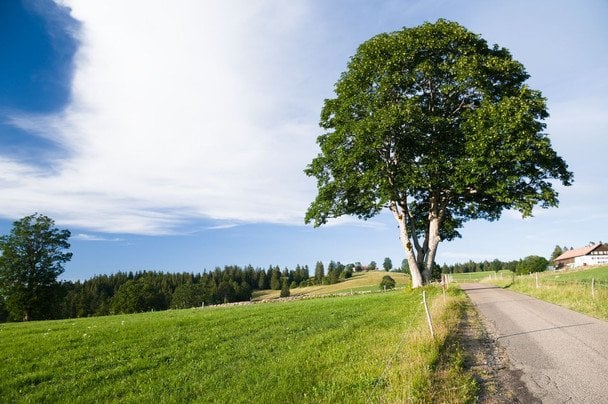 Народні прикмети 19 липня / © pexels.com