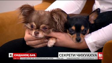У гостях "Сніданку"  - власниця чихуахуа Анна Пашова та її улюбленці
