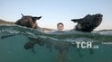 Змагання з плавання для собак та господарів у Хорватії