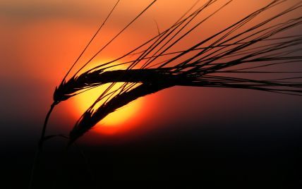 Украина в этом году собрала рекордный урожай зерна