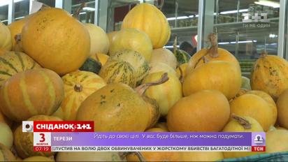 Какие цены на тыкву в этом году и чем полезен осенний овощ