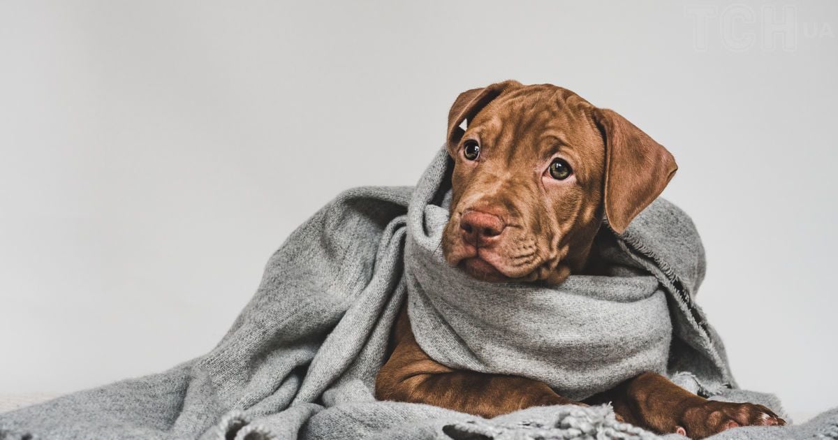 Речі, які кінолог ніколи не купить у зоомагазині