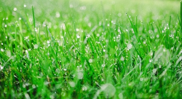 8 червня вранці густа трава — гарно вродить зерно / © unsplash.com