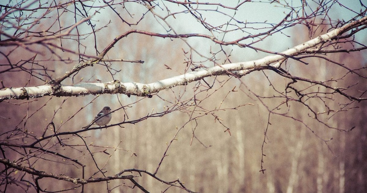 Який сьогодні, 10 лютого, день ангела