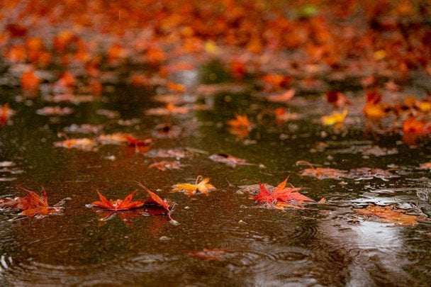 Народні прикмети 16 жовтня / © pexels.com