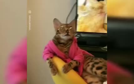 Спокуслива фігура Алессандри Амбросіо і розкішне життя бенгальського кота. Тренди Мережі