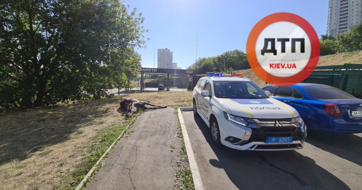 Помер збитий у Києві лось: подробиці