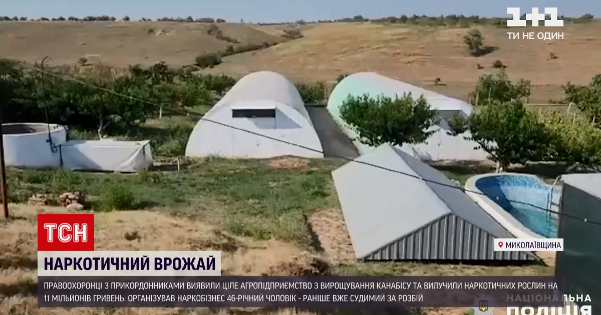 У Миколаївській області чоловік виростив і зібрав врожай конопель на 11 мільйонів гривень: відео