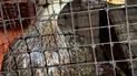 "Утримували в жахливих умовах": зі столичного пабу зоозахисники врятували качку