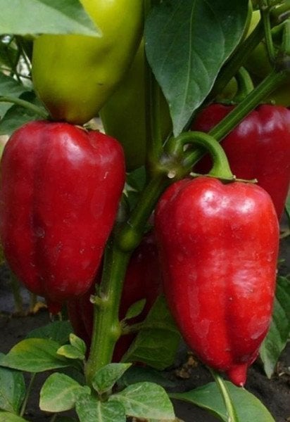 Як прискорити достигання перцю