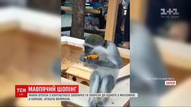 Обезьяна убежала из зоопарка и пришла в магазин спального района Харькова
