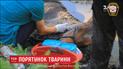 Американські рятувальники кілька годин витягували з болота 25-річного коня