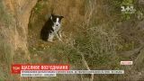 Спасатели достали собаку с крутого склона в австралийском штате Виктория