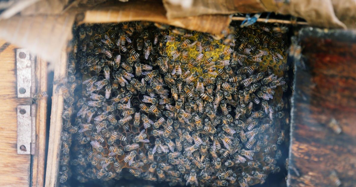 В Украине в этом году погибло до 45 тысяч пчелиных семей, каждая из которых стоит 2 тысячи гривен