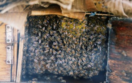 В Україні цього року загинуло до 45 тисяч бджолиних сімей, кожна з яких коштує 2 тисячі гривень
