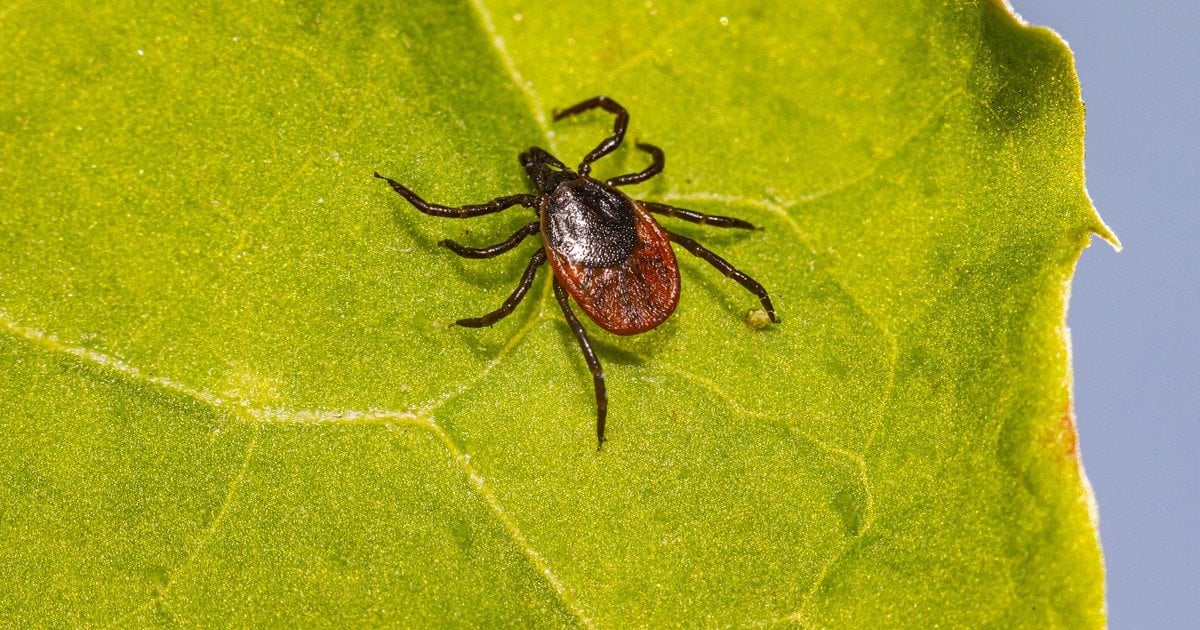 Однією з найпоширеніших хвороб, яку кліщі передають людині, є хвороба Лайма