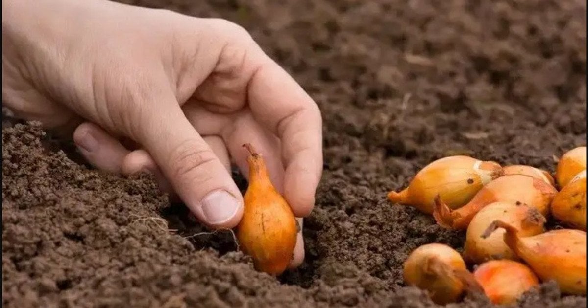 Що додати в лунку під час садіння цибулі