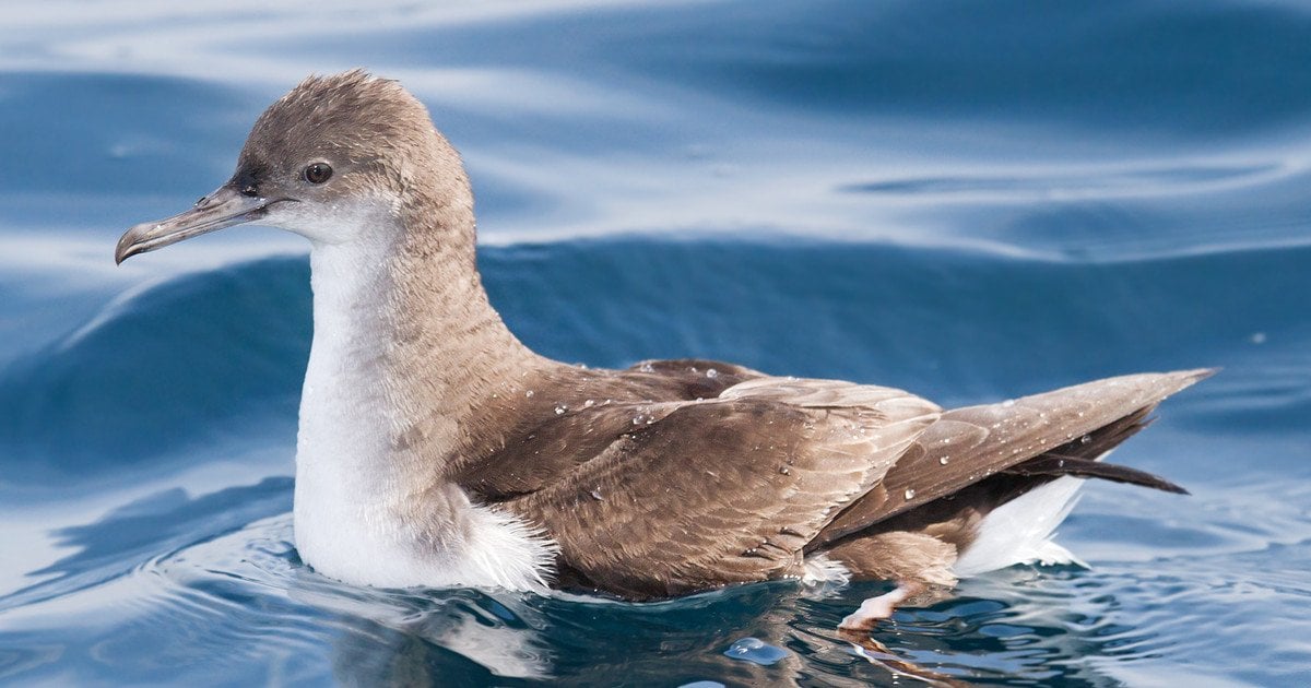 Буревісник. Фото: JJ Harrison/CC BY-SA 3.0