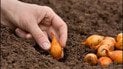 Що додати в лунку під час садіння цибулі
